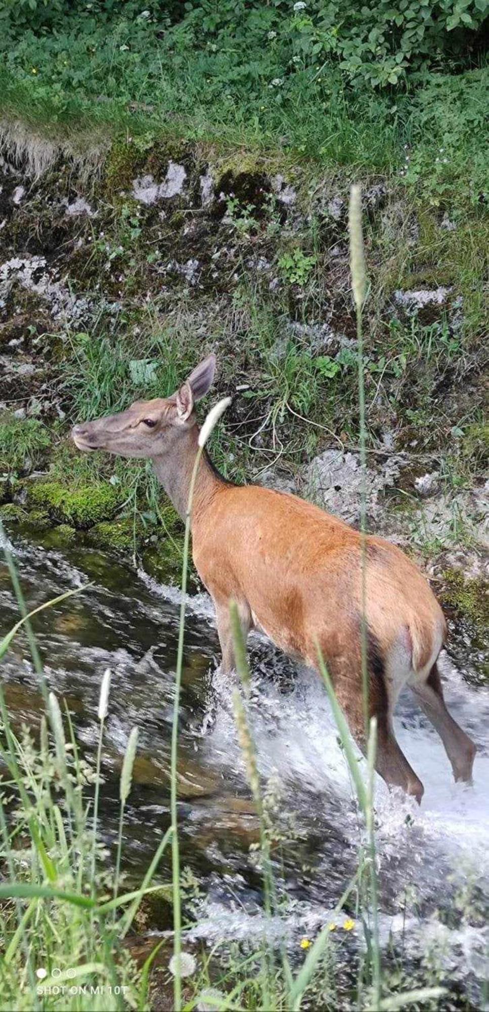 Willa Danielka Zakopane Dış mekan fotoğraf