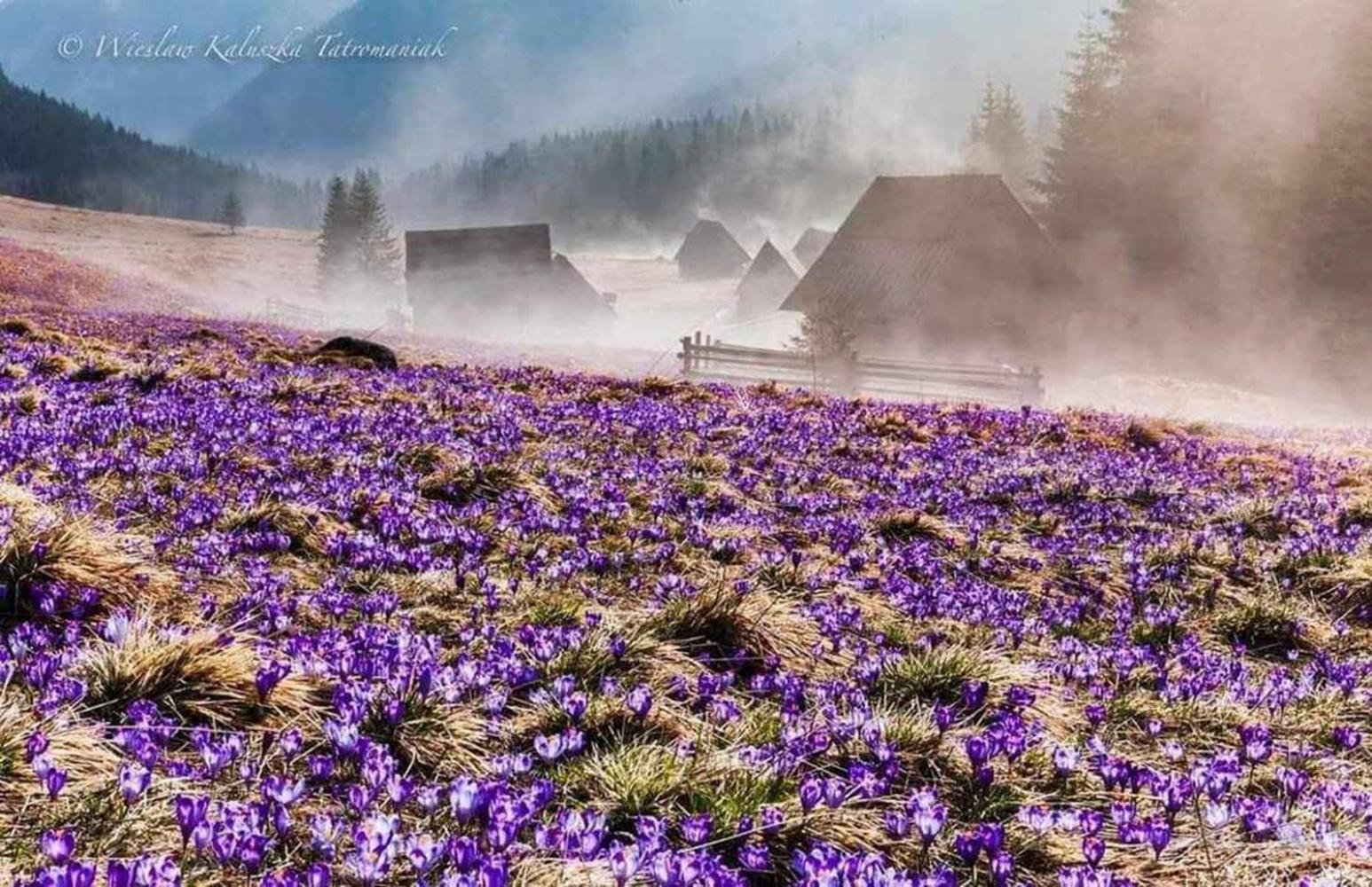 Willa Danielka Zakopane Dış mekan fotoğraf