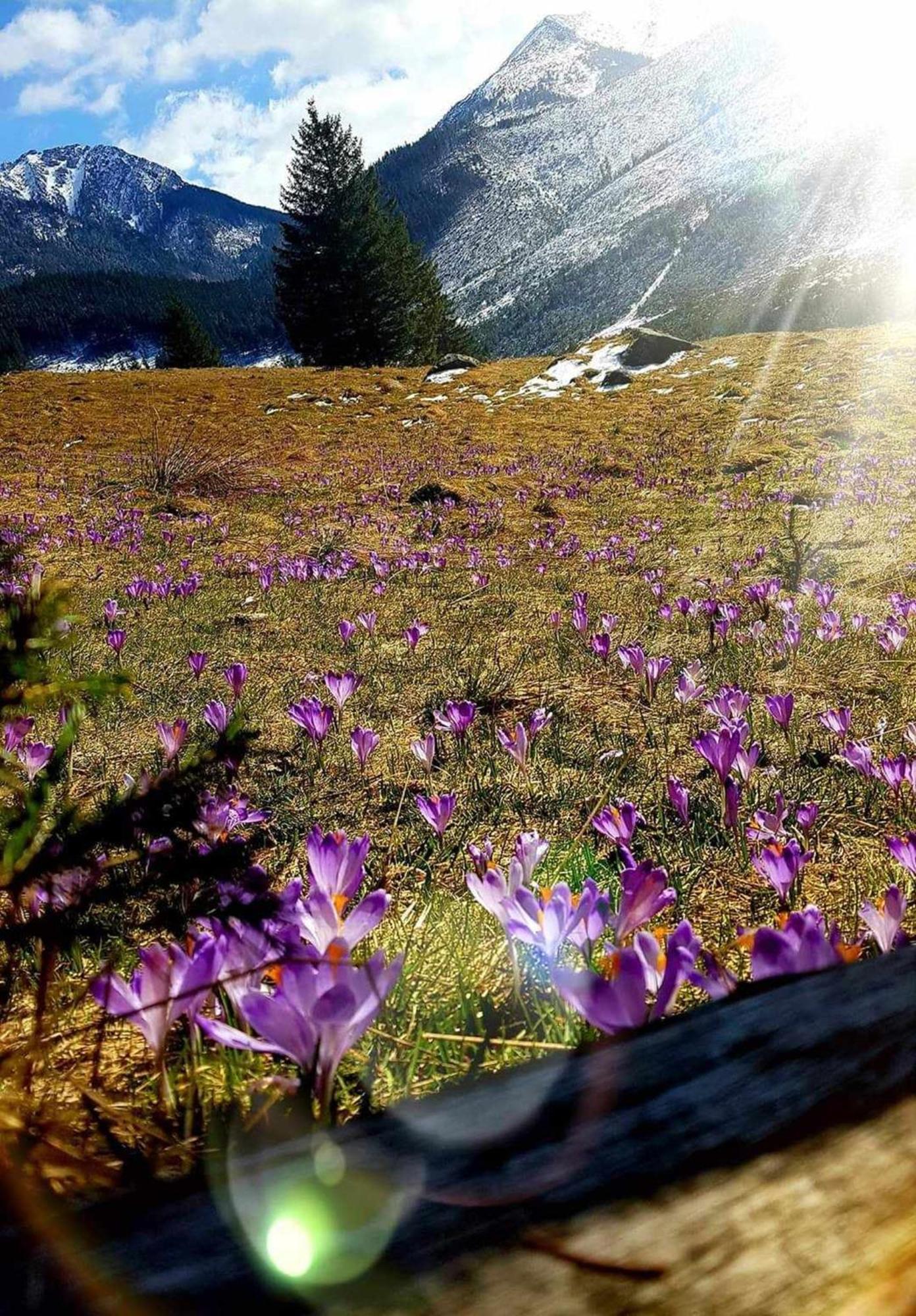 Willa Danielka Zakopane Dış mekan fotoğraf
